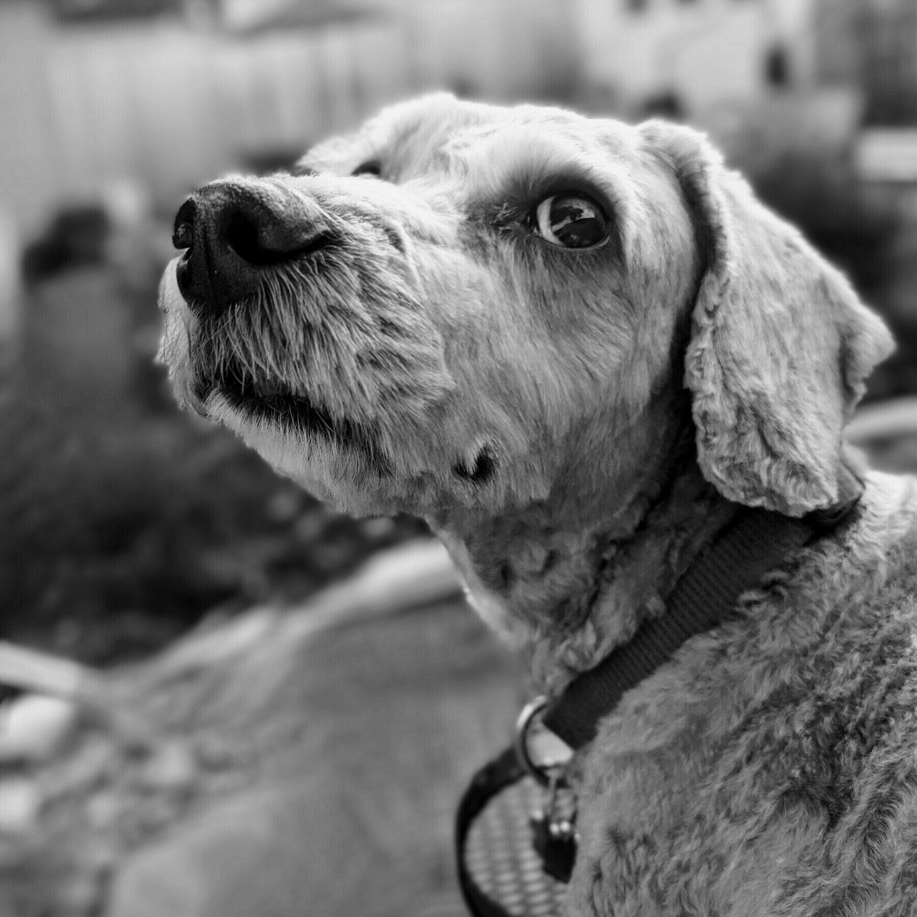 Auto-generated description: A black and white portrait of a dog, looking upward with a curious expression.