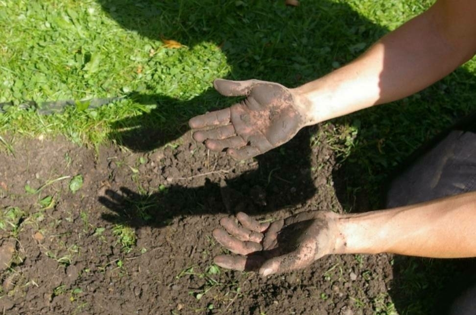 Auto-generated description: Two hands covered in soil are being held over a patch of dirt next to grass.