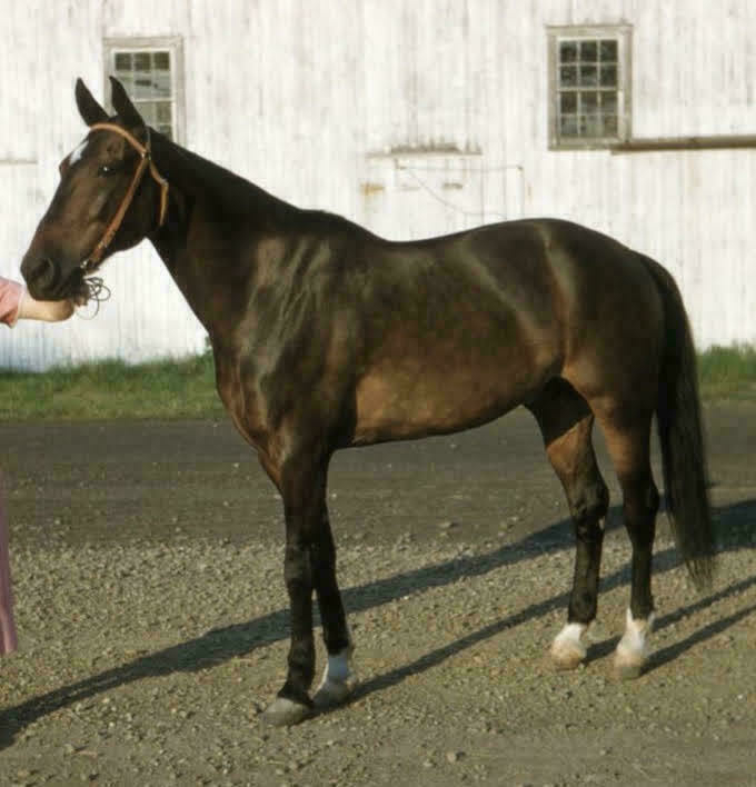 Auto-generated description: A brown horse stands on a gravel path near a white barn, held by a person outside the frame.