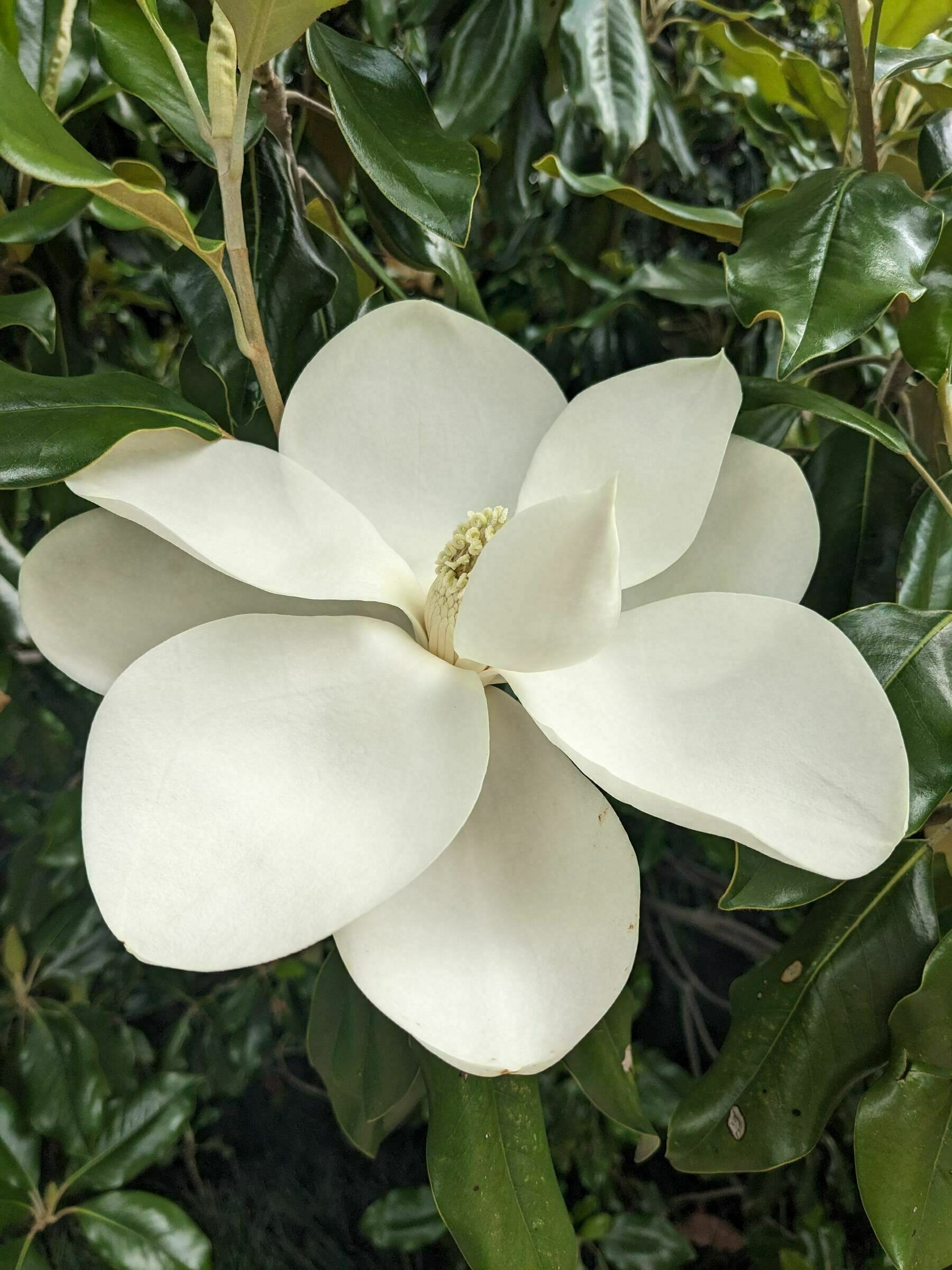 Auto-generated description: A large white magnolia flower is surrounded by dark green leaves.