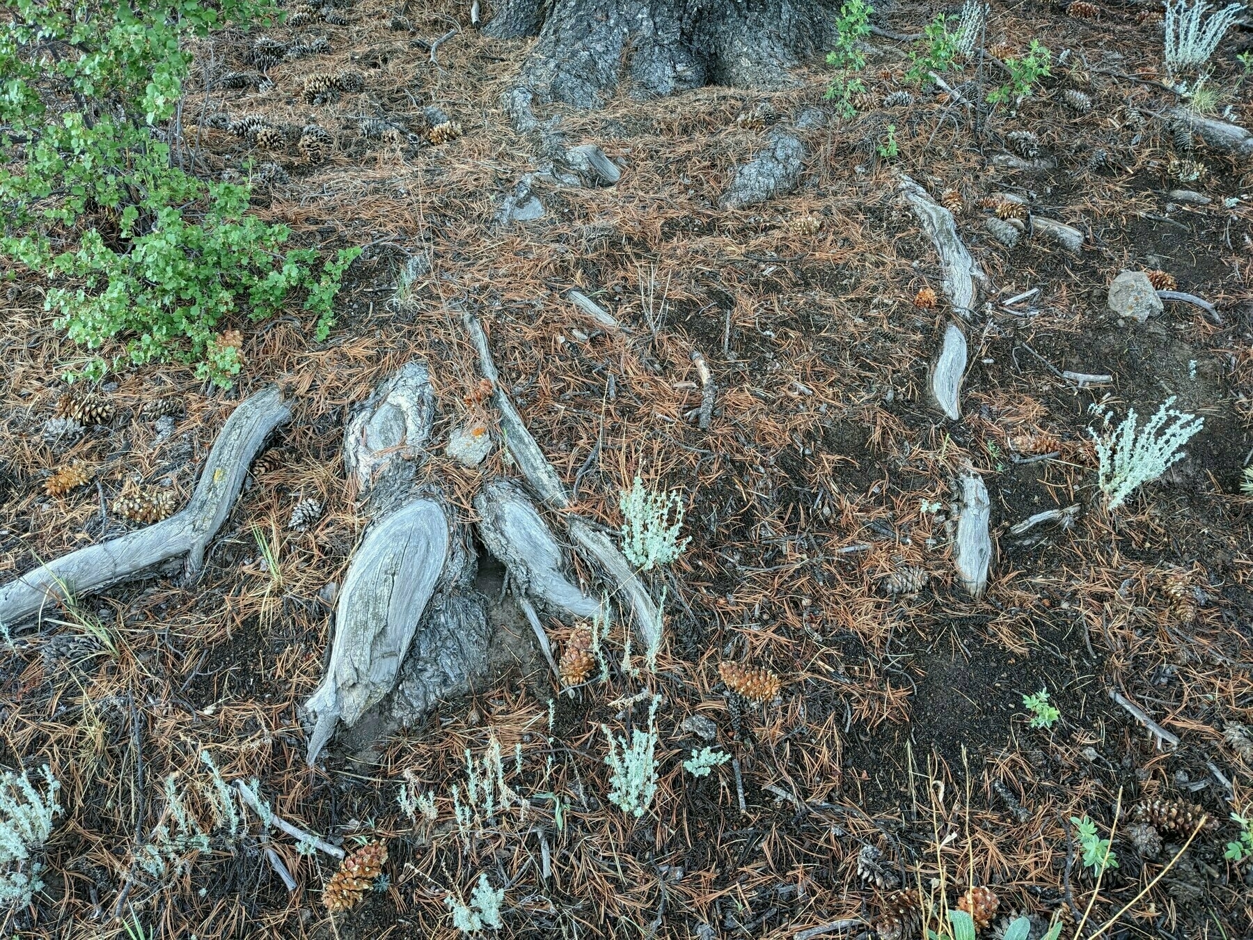 Auto-generated description: A forest floor is covered with pine needles, small plants, and pieces of weathered wood or roots.