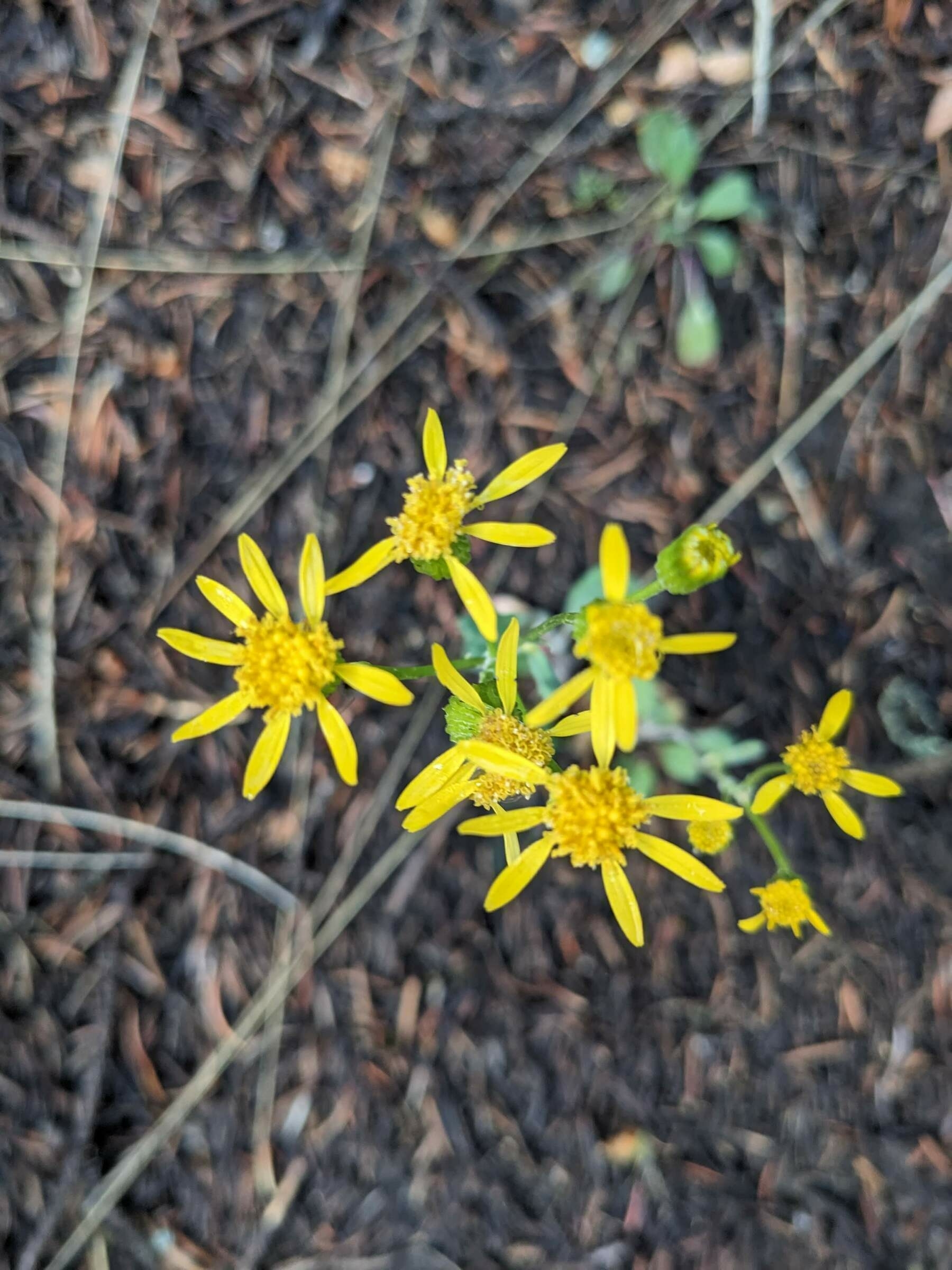 Auto-generated description: Yellow flowers with thin petals and textured centers are surrounded by grass and soil.