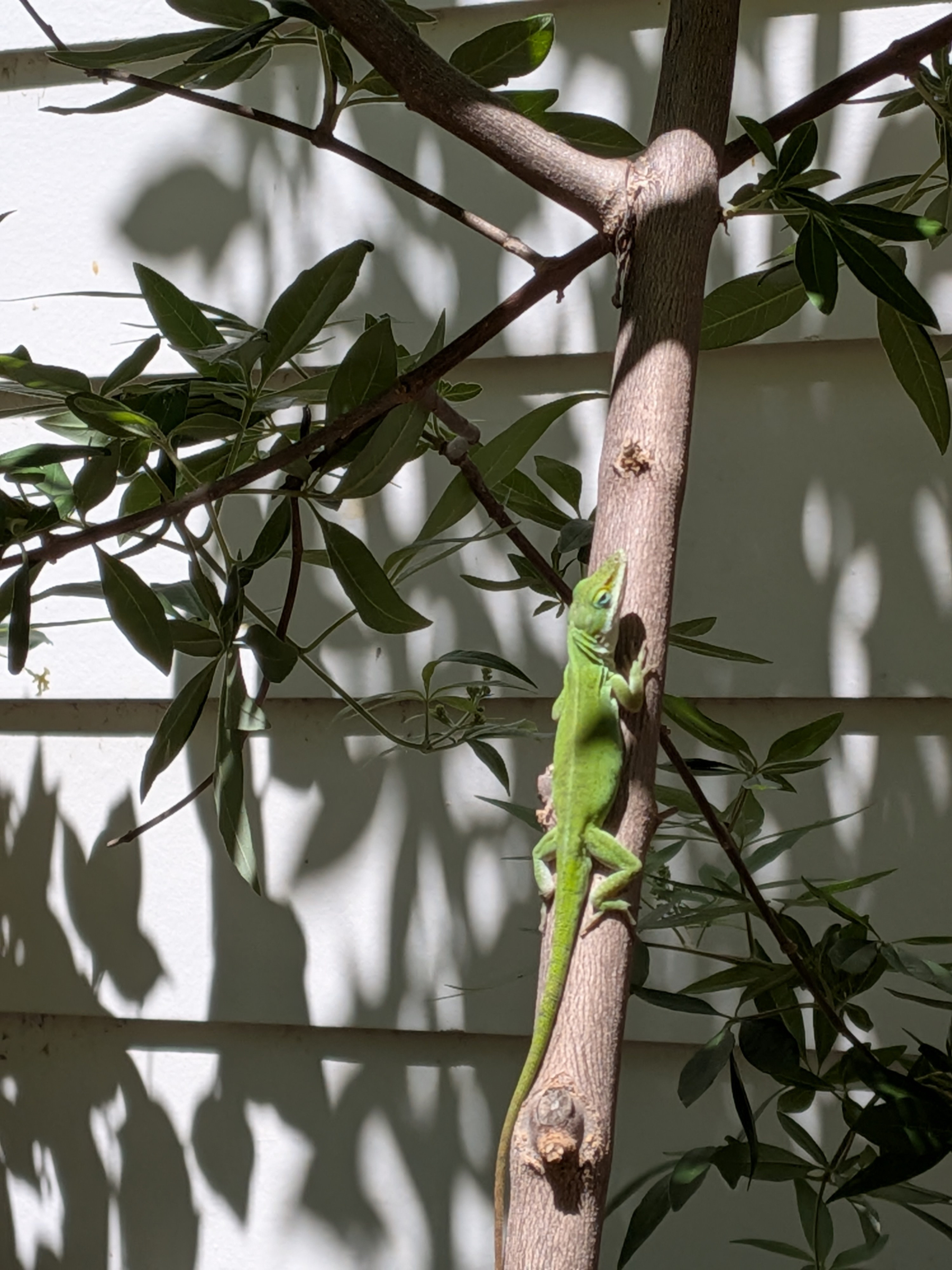 Auto-generated description: A green anole lizard is climbing up a tree branch against a white wall with leafy shadows.