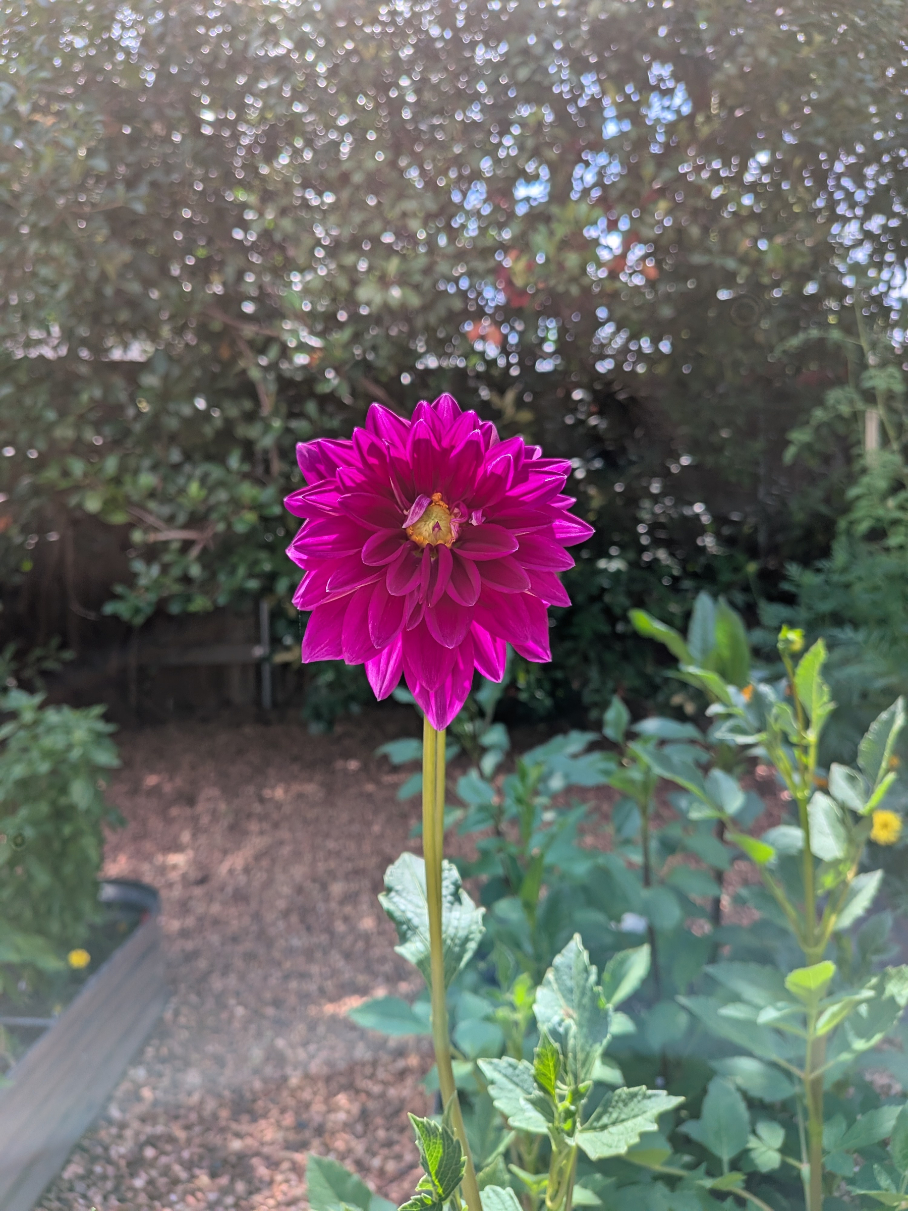 A vibrant purple dahlia flower stands tall amidst a garden with surrounding greenery and a pebbled path.