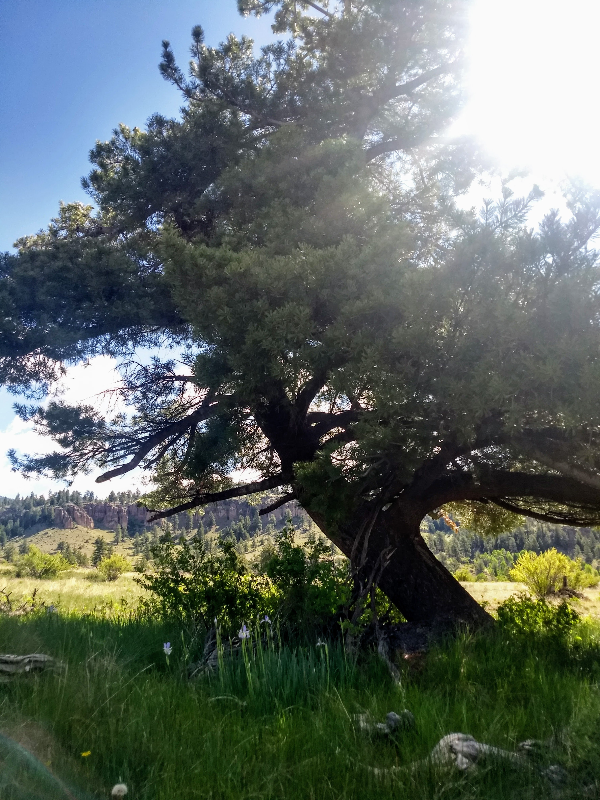 Auto-generated description: A large, sunlit tree stands in a verdant, grassy landscape with a bright sky overhead.